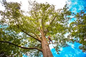 Best Leaf Removal  in Martinez, CA