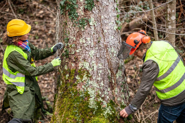 Best Arborist Consultation Services  in Martinez, CA