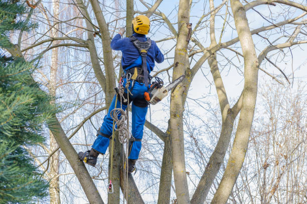 Martinez, CA Tree Care Company