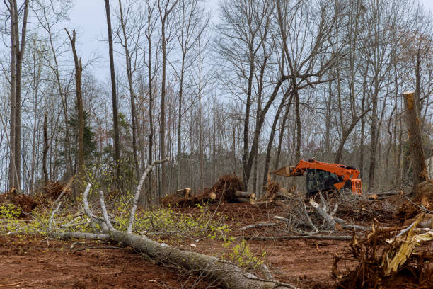 Best Lot and Land Clearing  in Martinez, CA