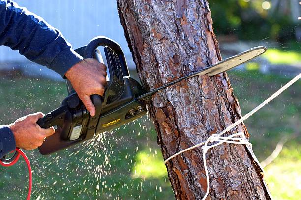 Best Soil Testing and Treatment  in Martinez, CA