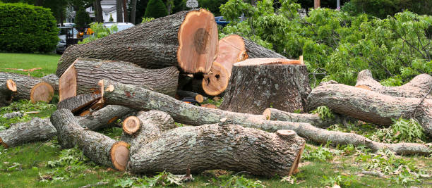 Best Tree Preservation Services  in Martinez, CA