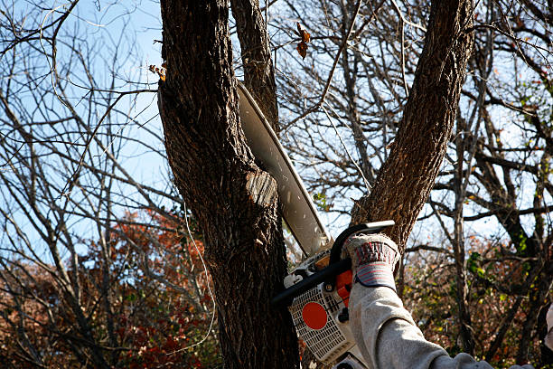 Best Tree Cabling and Bracing  in Martinez, CA